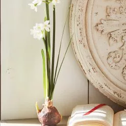 Raz Paperwhite Bulb, Set Of 2