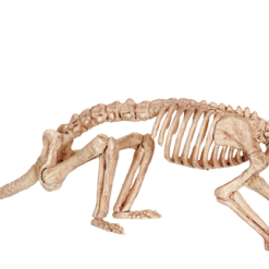Seasons USA Rat Skeleton